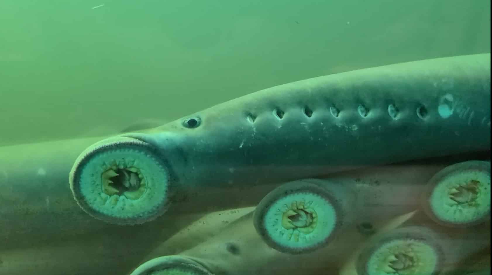 Pacific lamprey numbers surge in Columbia River Gorge | Courthouse News ...