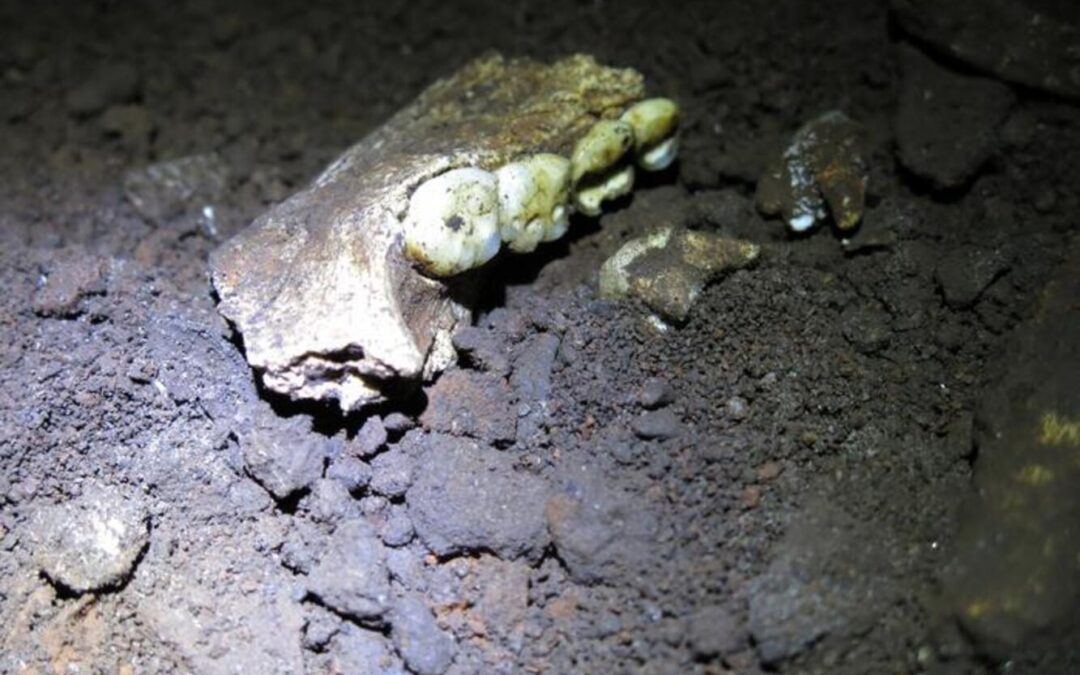 Fossil site of extinct human cousin may have been all female