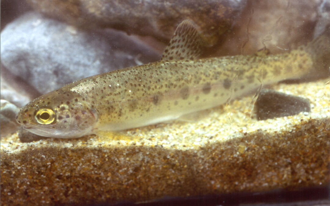 Judge upholds protections for Southern California steelhead trout